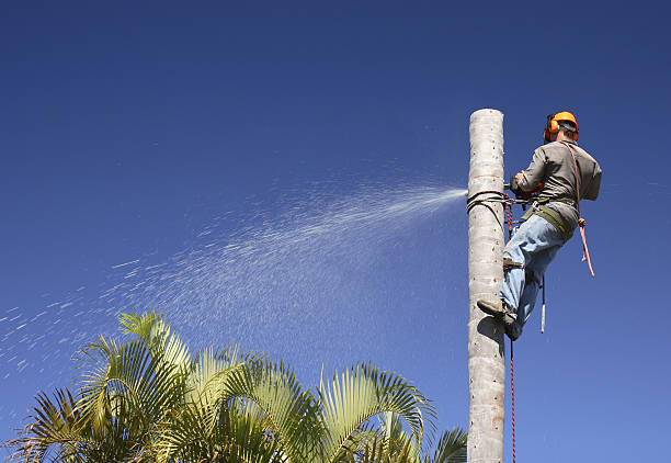 Best Storm Damage Tree Cleanup  in Valley Hill, NC