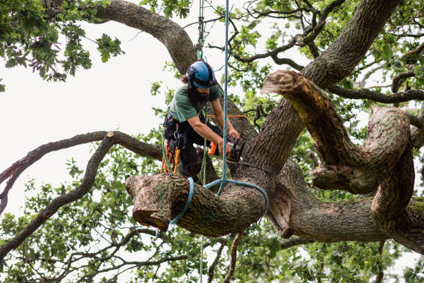 Best Commercial Tree Removal  in Valley Hill, NC