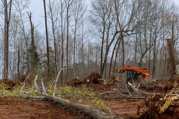 Best Lawn Grading and Leveling  in Valley Hill, NC