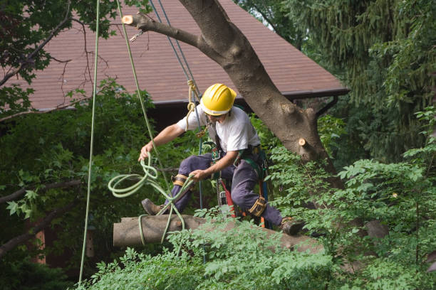 How Our Tree Care Process Works  in  Valley Hill, NC