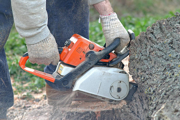 Best Tree Disease Treatment  in Valley Hill, NC