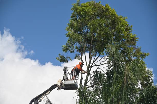 Best Tree Preservation Services  in Valley Hill, NC