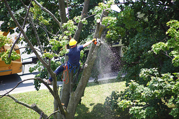 Best Hedge Trimming  in Valley Hill, NC