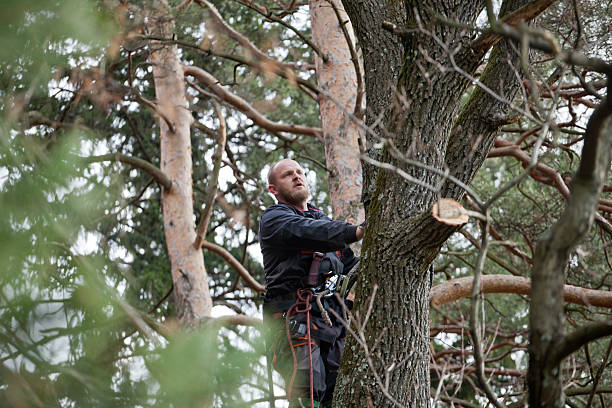 Best Emergency Tree Removal  in Valley Hill, NC