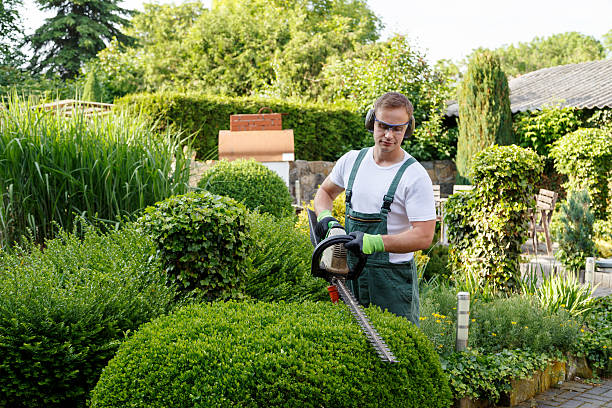 Best Tree and Shrub Care  in Valley Hill, NC