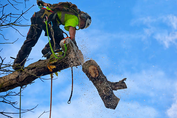 Best Residential Tree Removal  in Valley Hill, NC